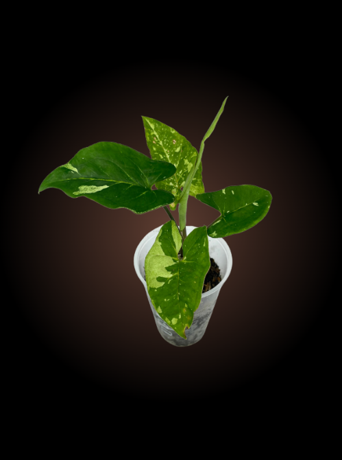 Syngonium Panda