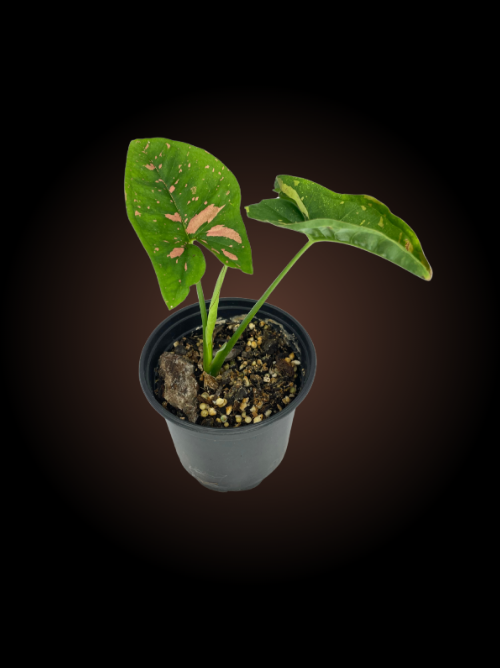 Syngonium Pink Splash