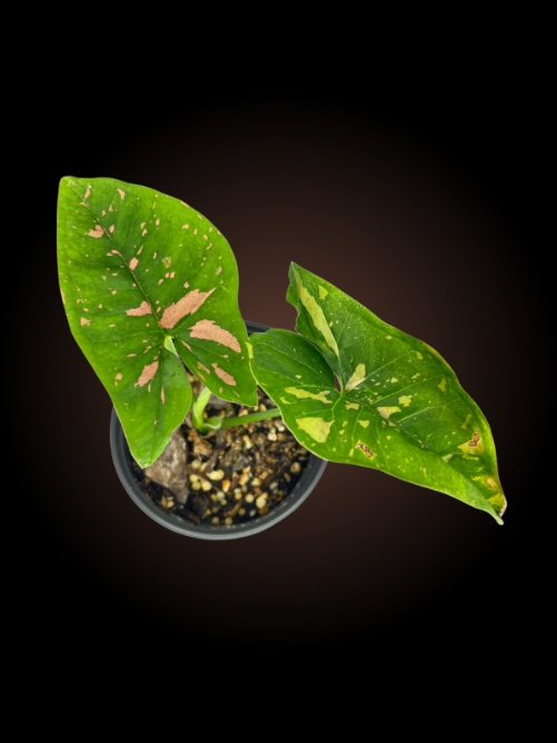 Syngonium Pink Splash