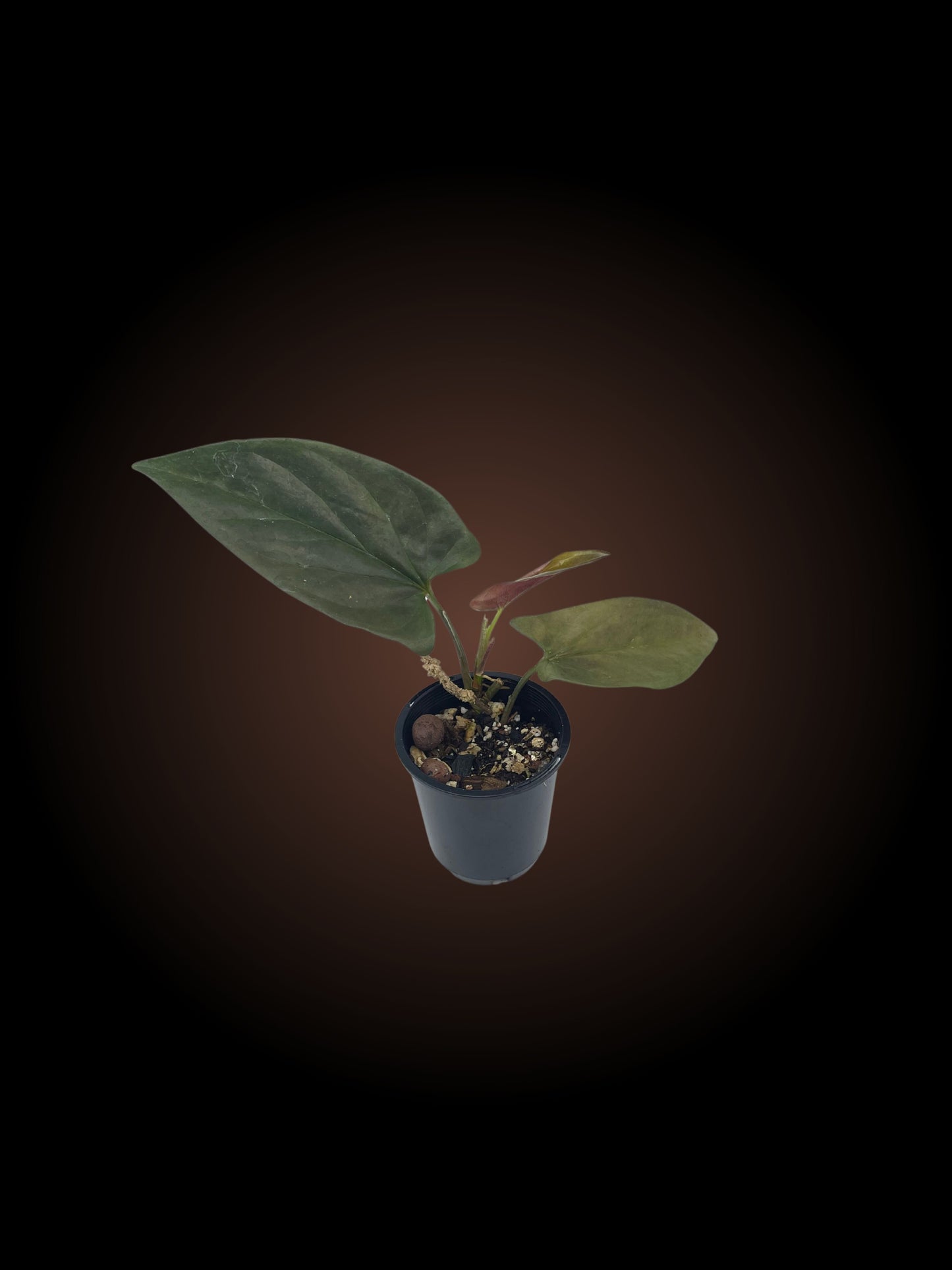 Syngonium Erythrophyllum 'Red Arrow'