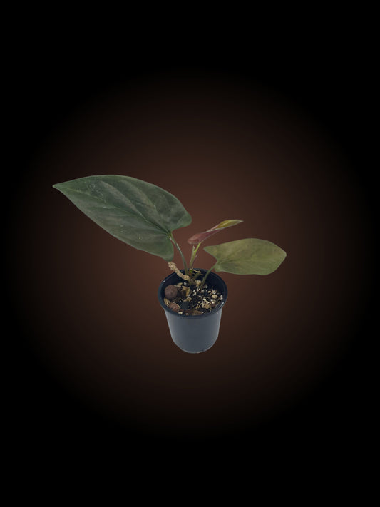 Syngonium Erythrophyllum 'Red Arrow'