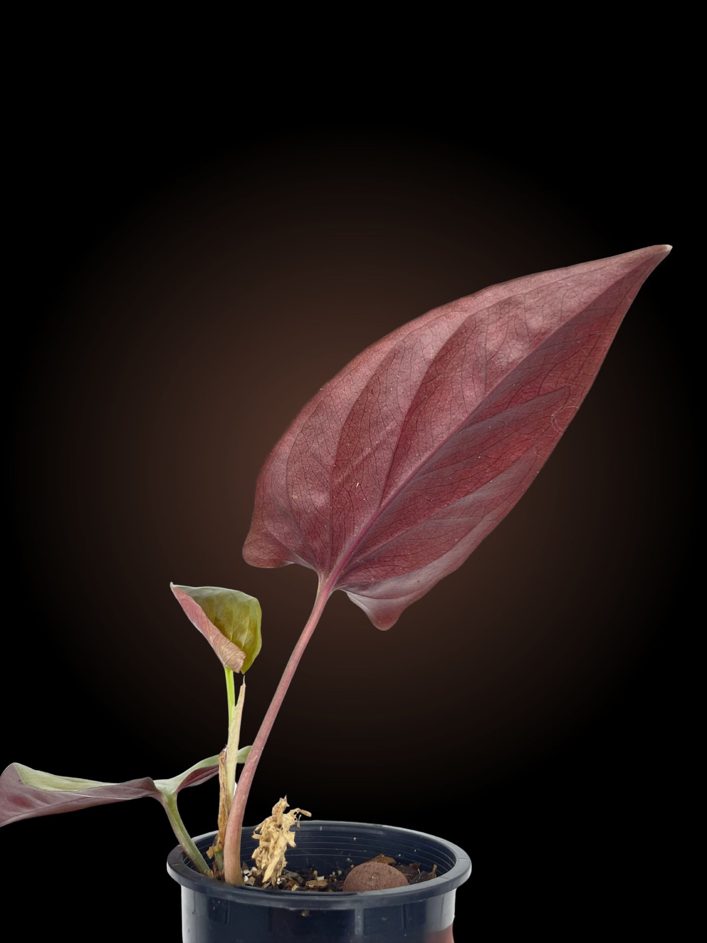 Syngonium Erythrophyllum 'Red Arrow'