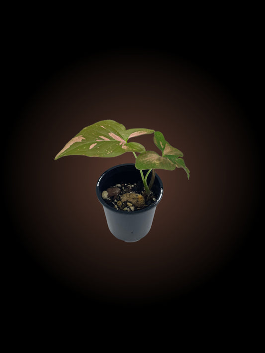 Syngonium Red Spot Non-TC