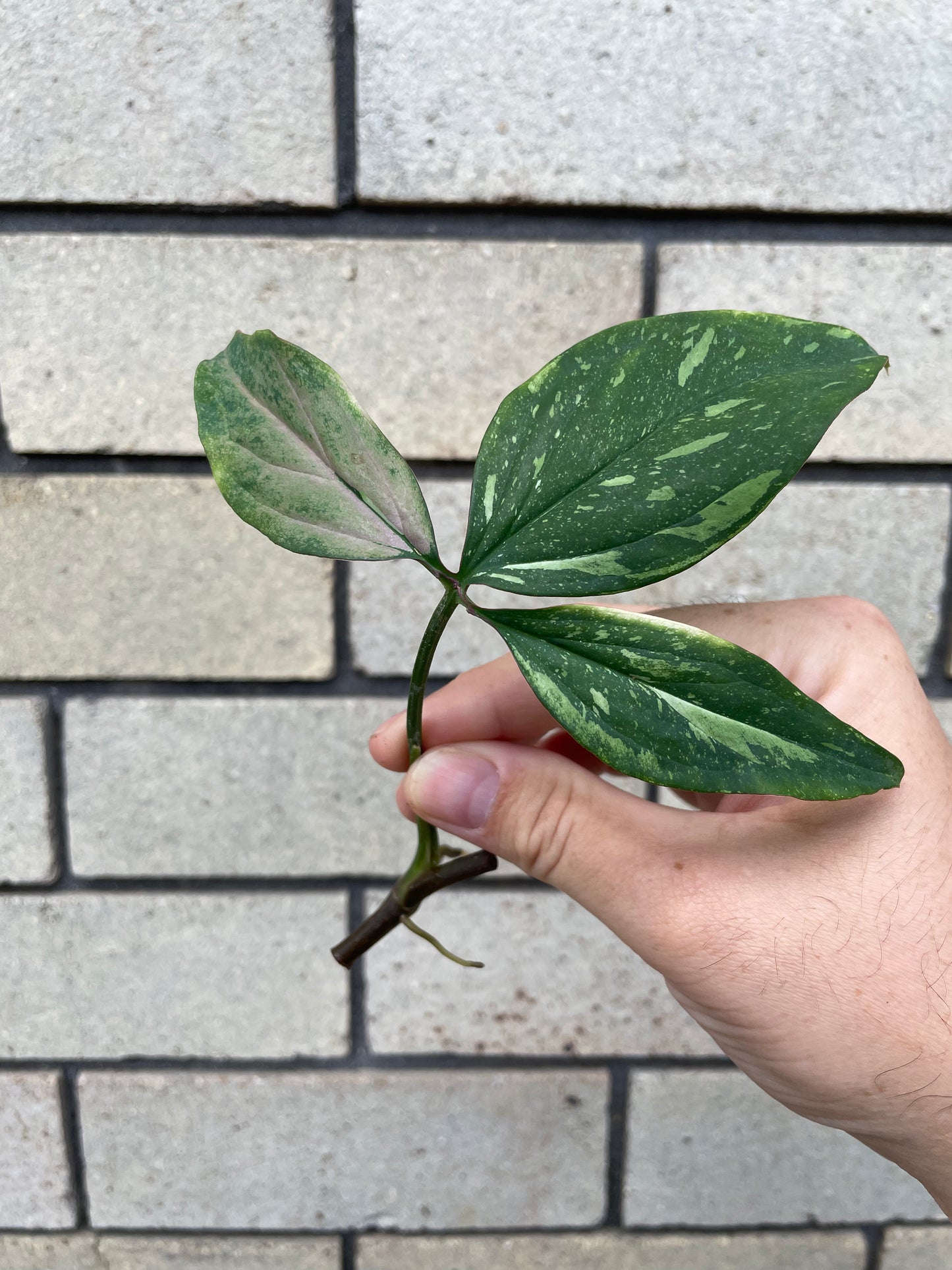Syngonium Red Spot Tricolour cutting