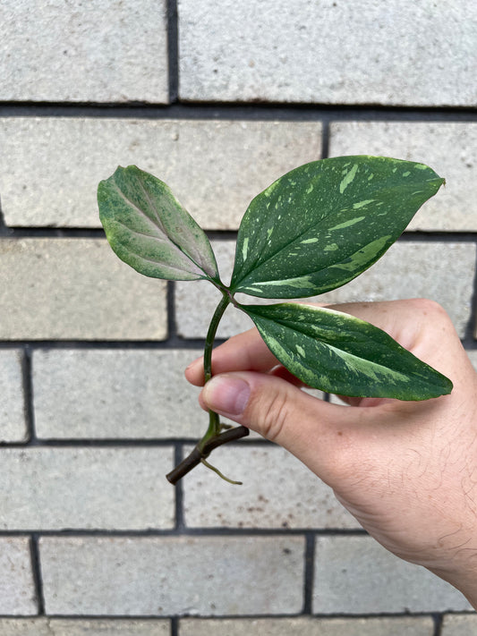 Syngonium Red Spot Tricolour cutting