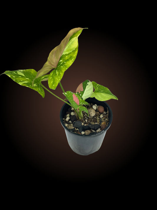 Non-TC Syngonium Red Spot Tricolour