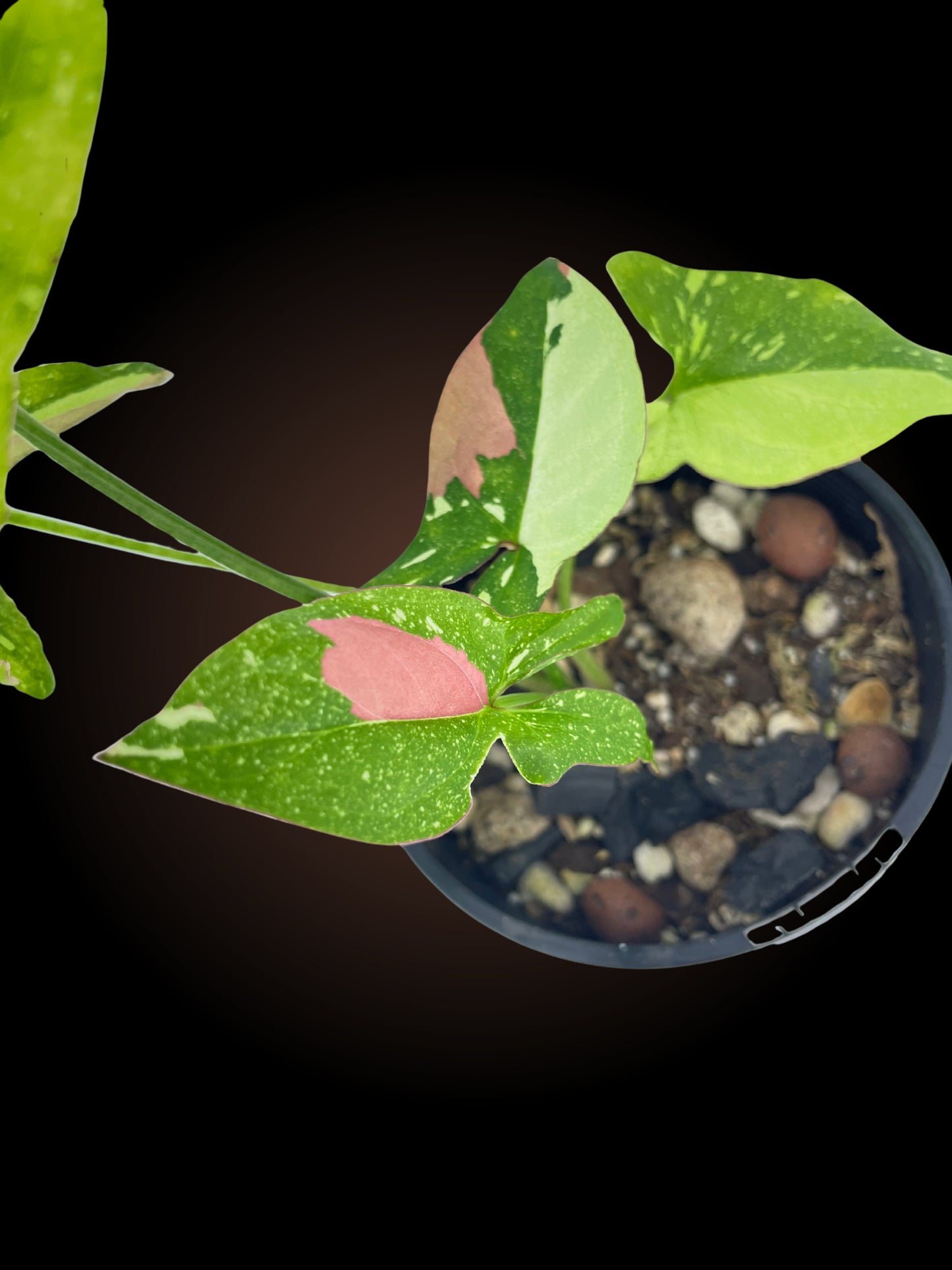 Syngonium Red Spot Tricolour Non-TC