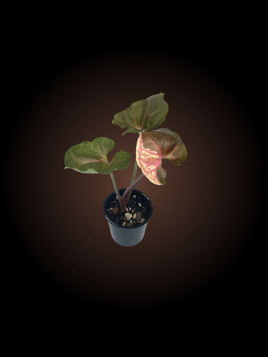 Syngonium Strawberry Ice Non-TC