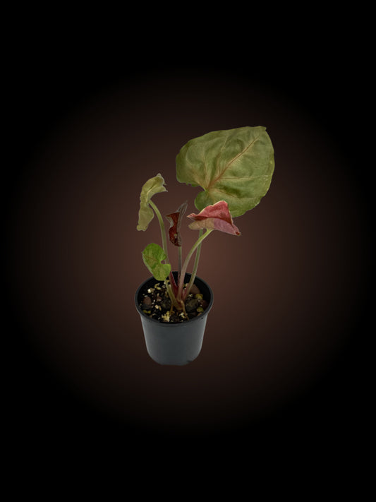 Weekly Auction - Syngonium Strawberry Ice Non-TC