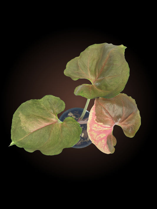 Syngonium Strawberry Ice Non-TC