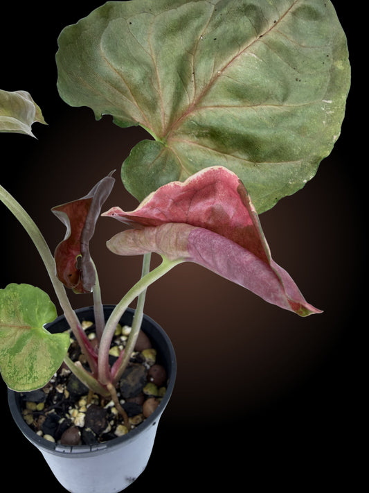 Weekly Auction - Syngonium Strawberry Ice Non-TC