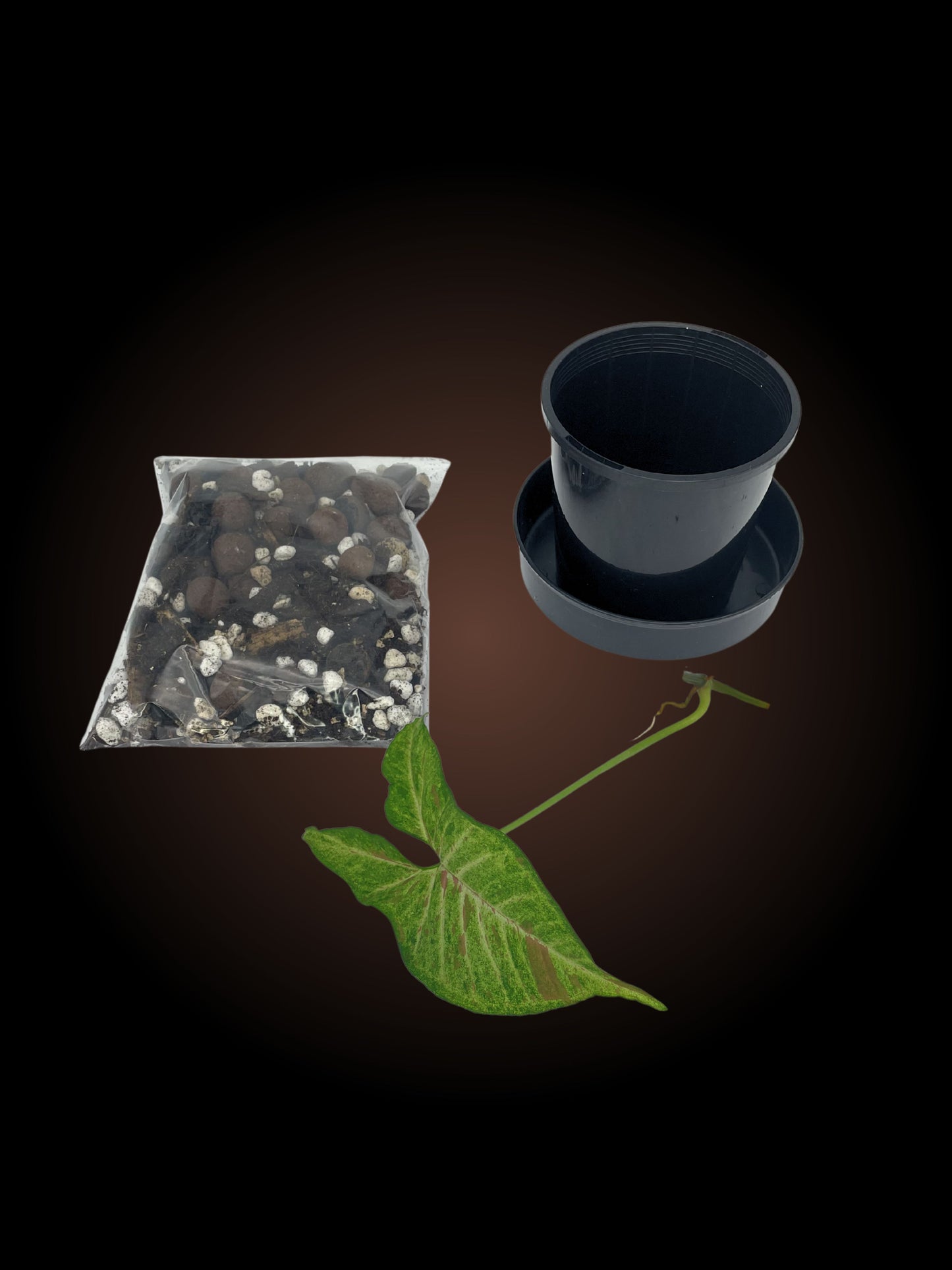 Syngonium Confetti Tricolour Starter Kit