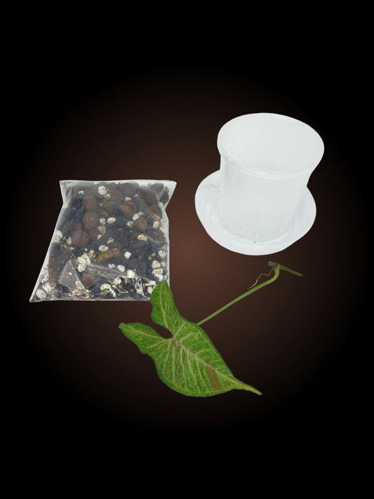 Syngonium Confetti Tricolour Starter Kit