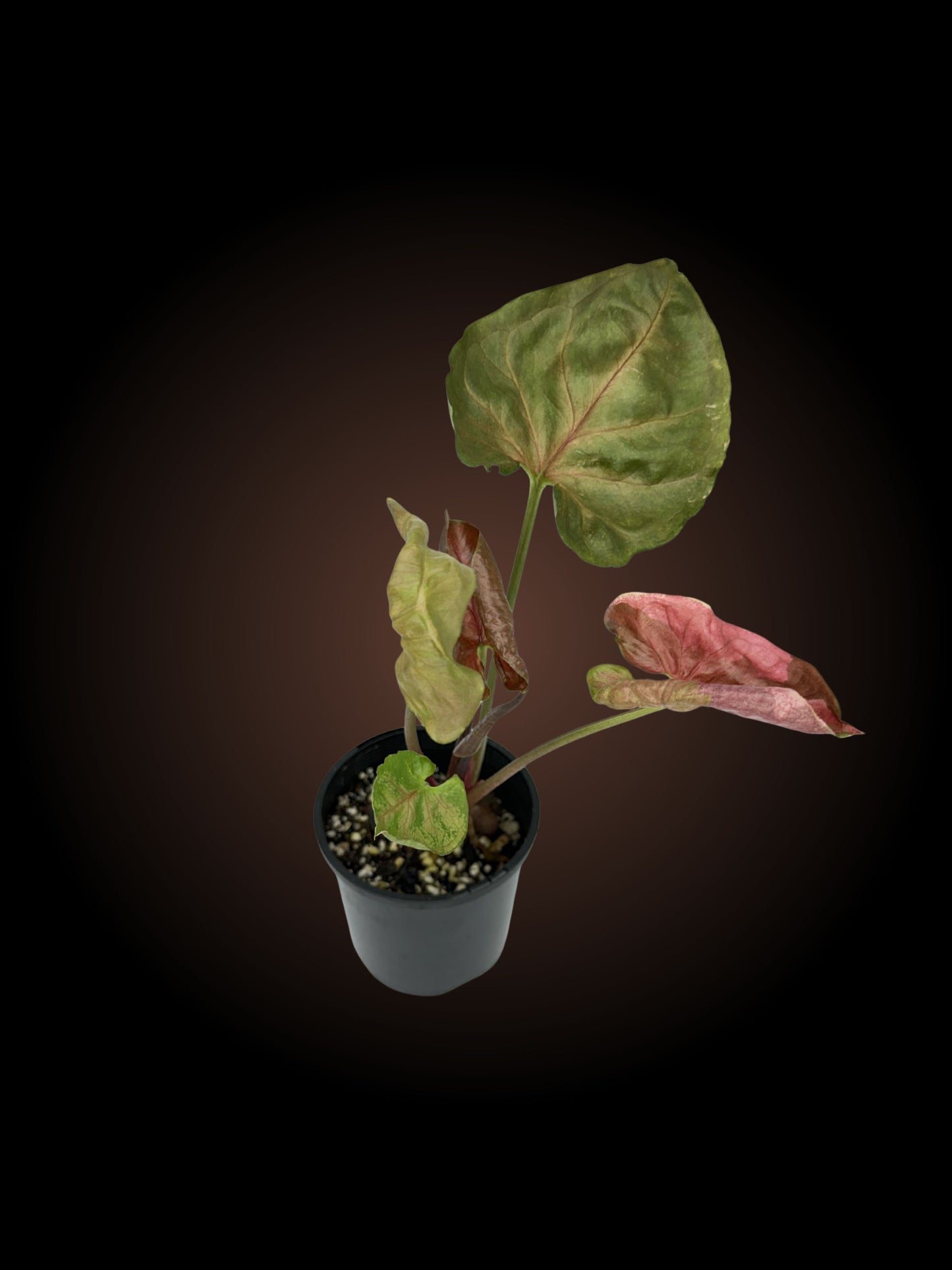 Syngonium Strawberry Ice Non-TC (YOUR CHOICE)