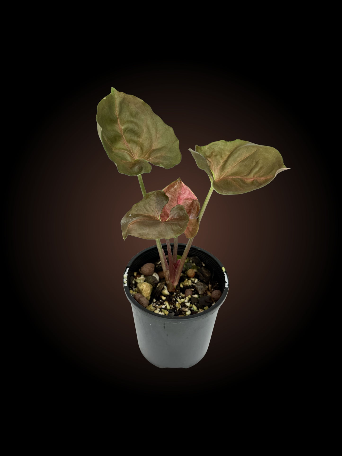 Syngonium Strawberry Ice Non-TC (YOUR CHOICE)
