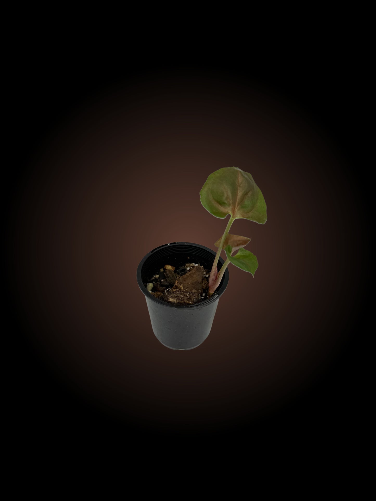 Syngonium Strawberry Ice Non-TC (YOUR CHOICE)