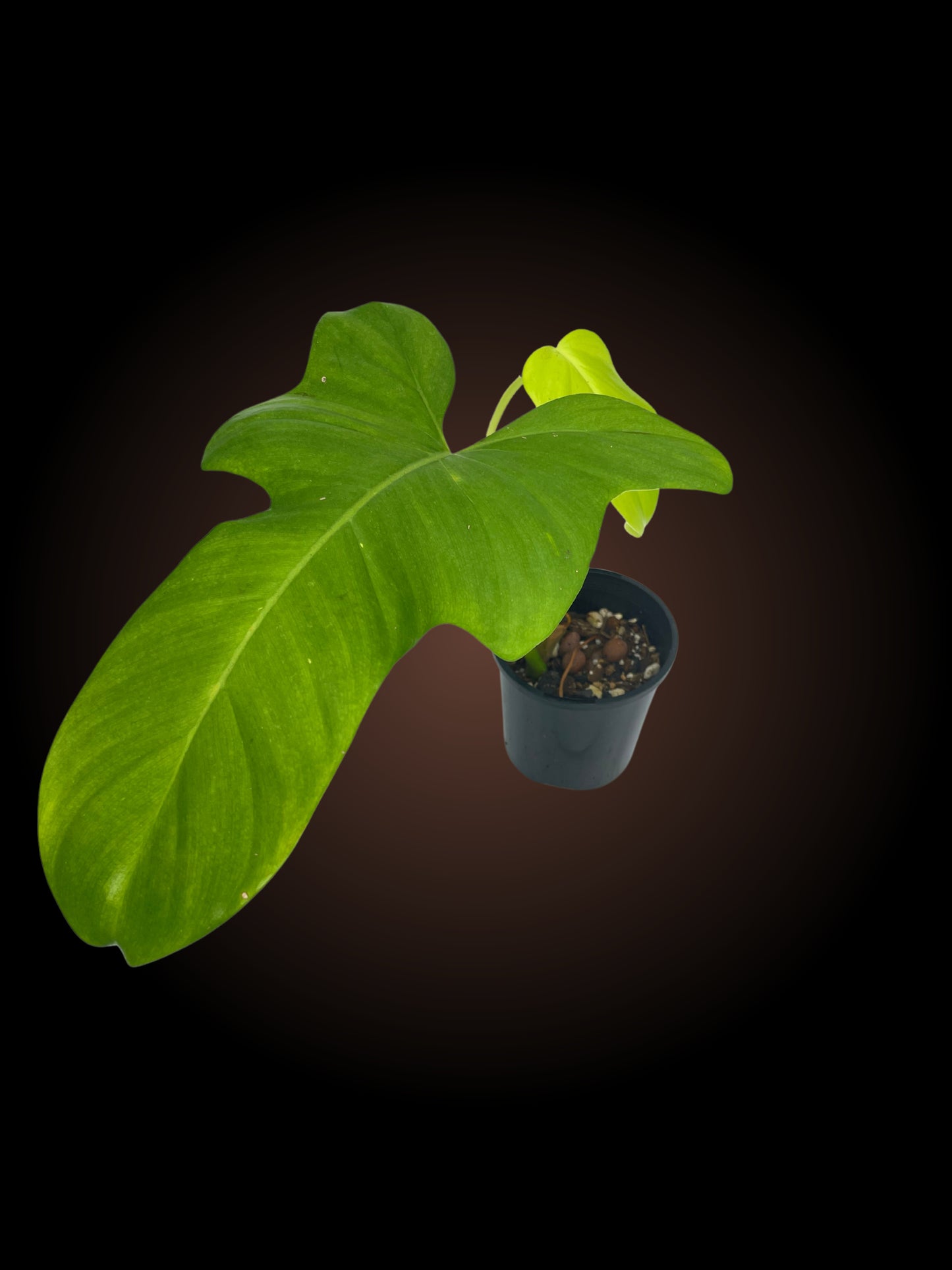 Philodendron Golden Violin