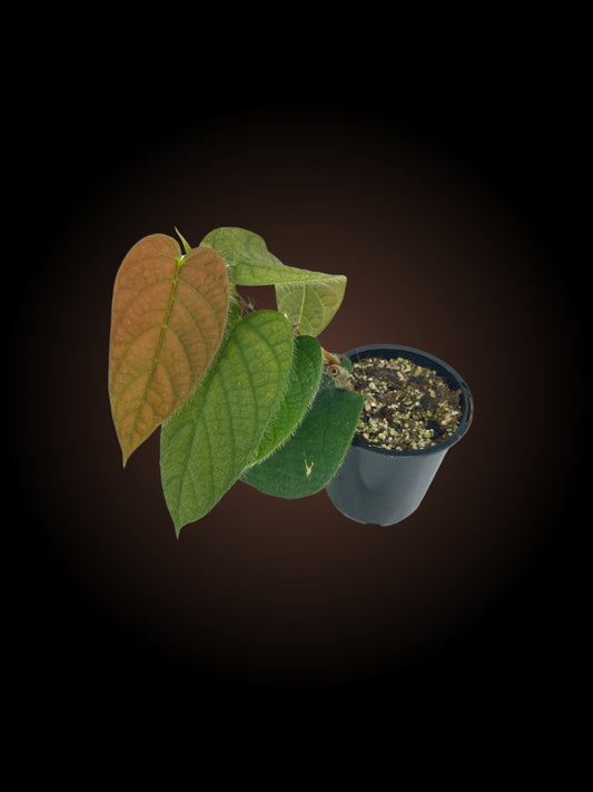 Ficus Villosa