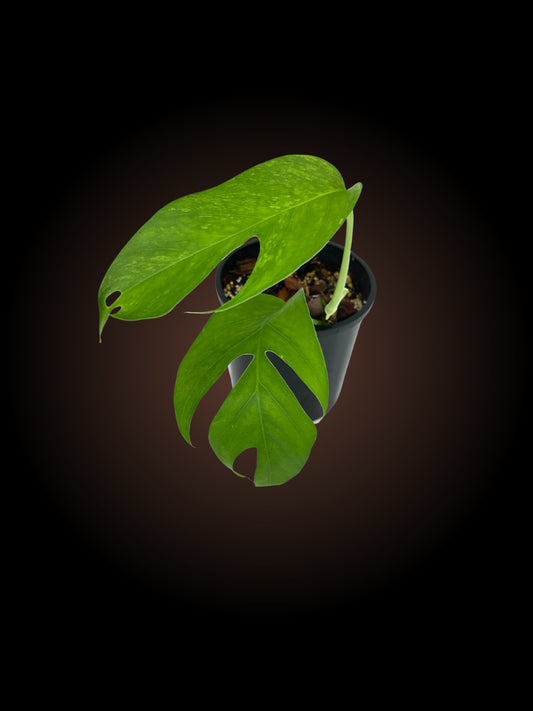 Epipremnum Pinnatum 'Mint'