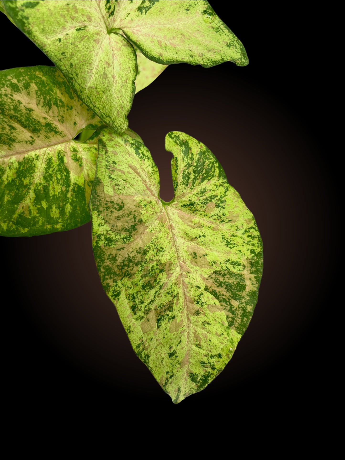 Non-TC Syngonium Confetti Tricolour