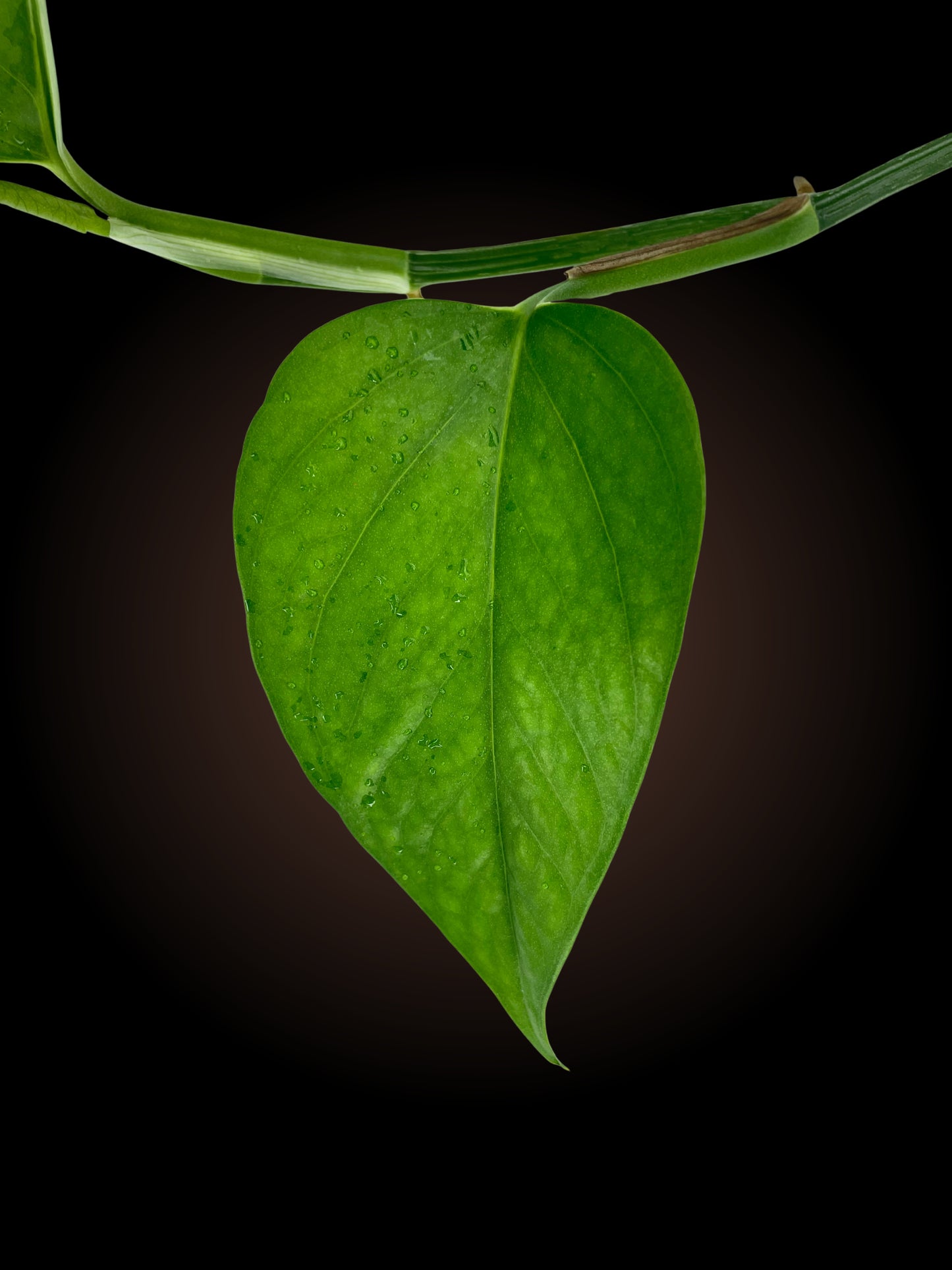 Epipremnum Pinnatum "Marble Queen" reverted