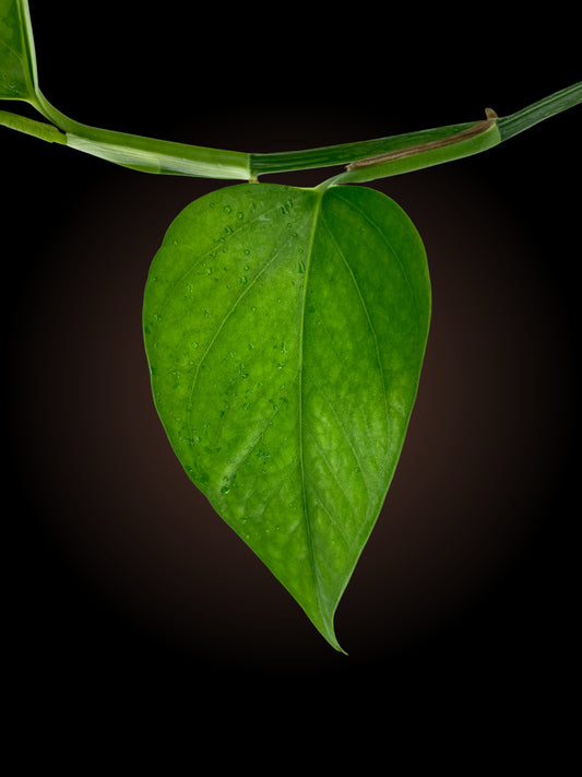 Epipremnum Pinnatum "Marble Queen" reverted