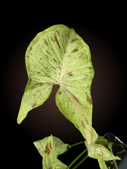 Syngonium Confetti