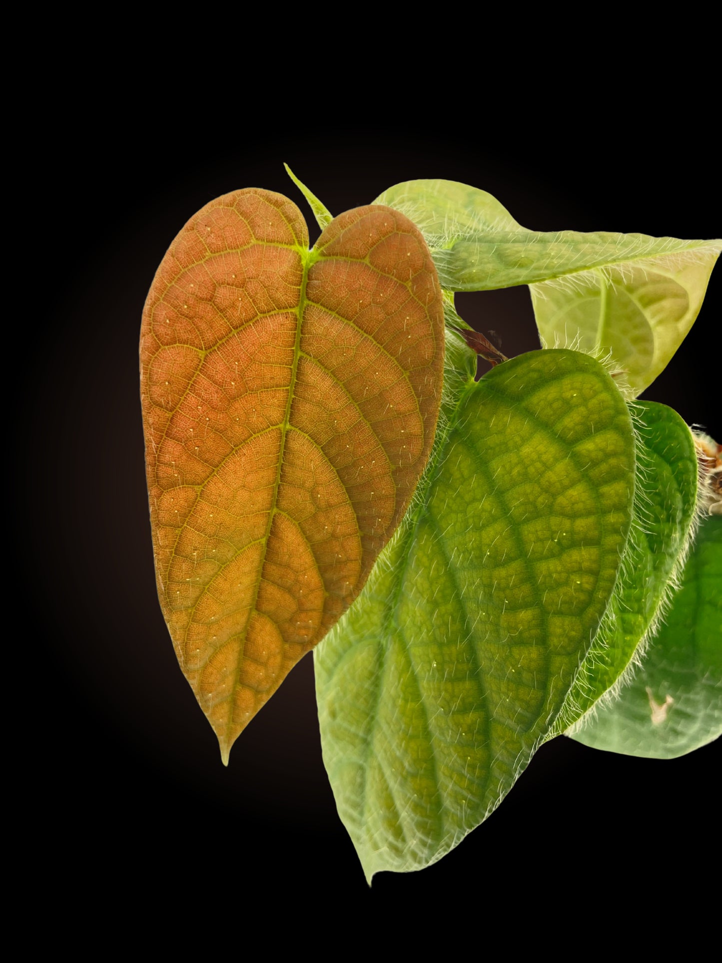 Ficus Villosa