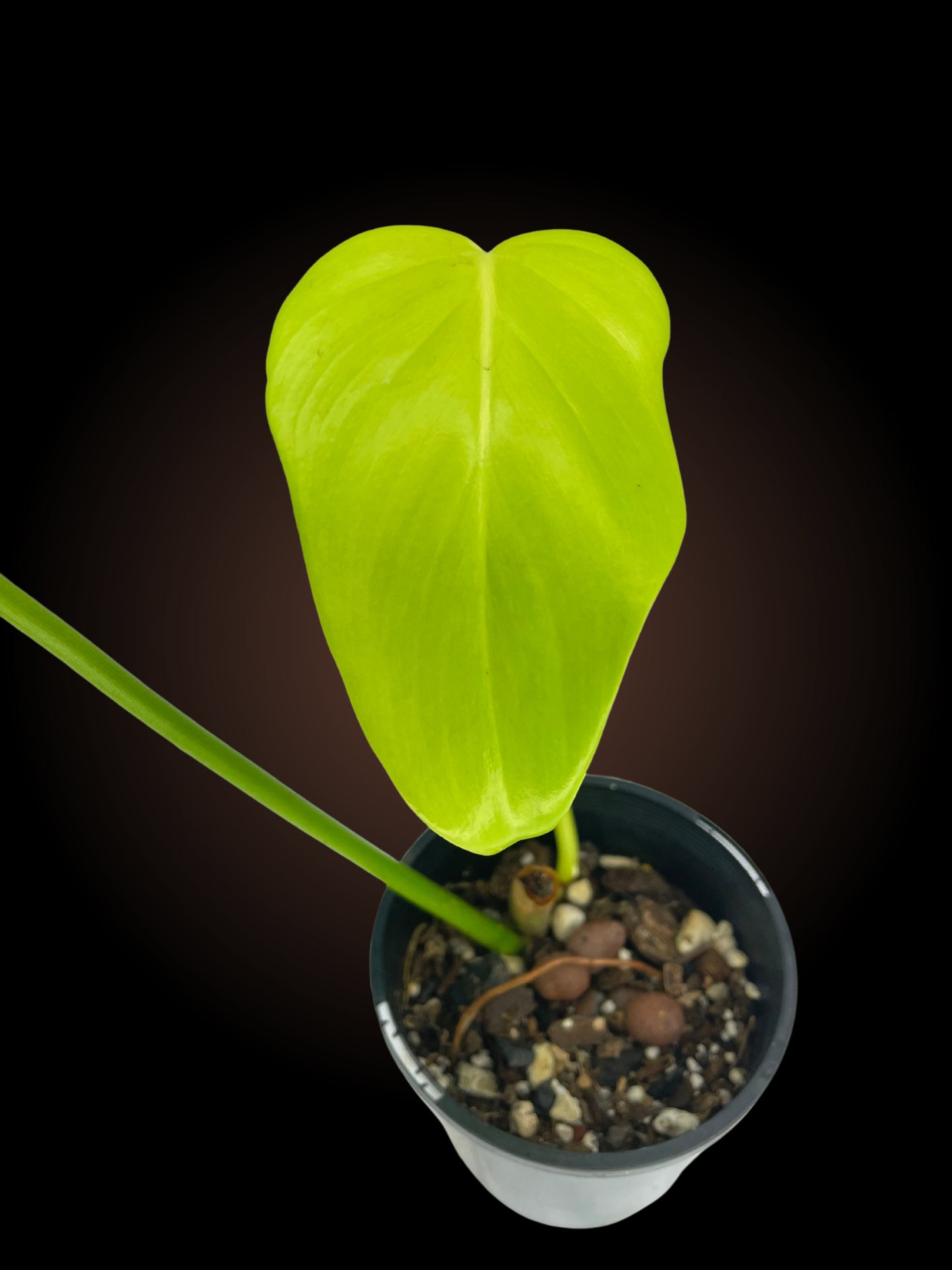 Philodendron Golden Violin
