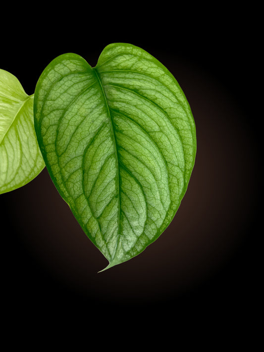 Non-TC Monstera El Salvador