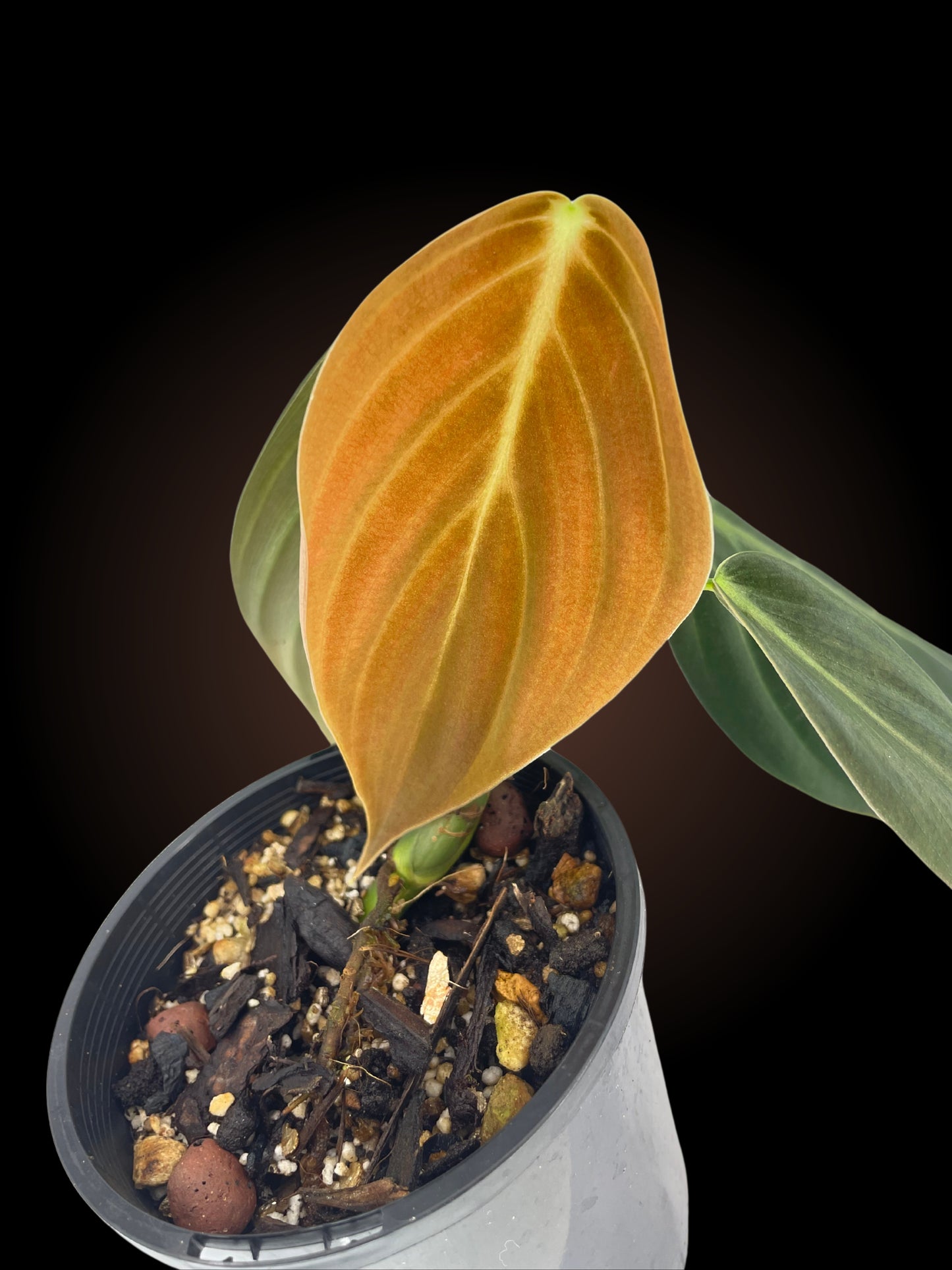 Philodendron Gigas