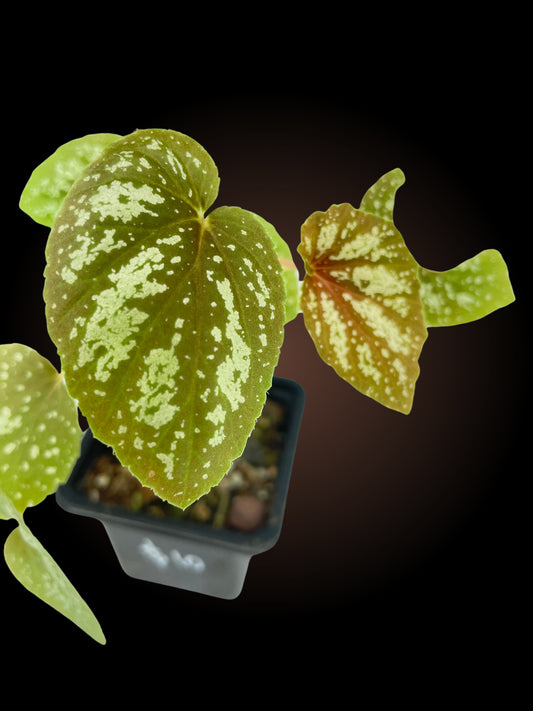 Begonia U168