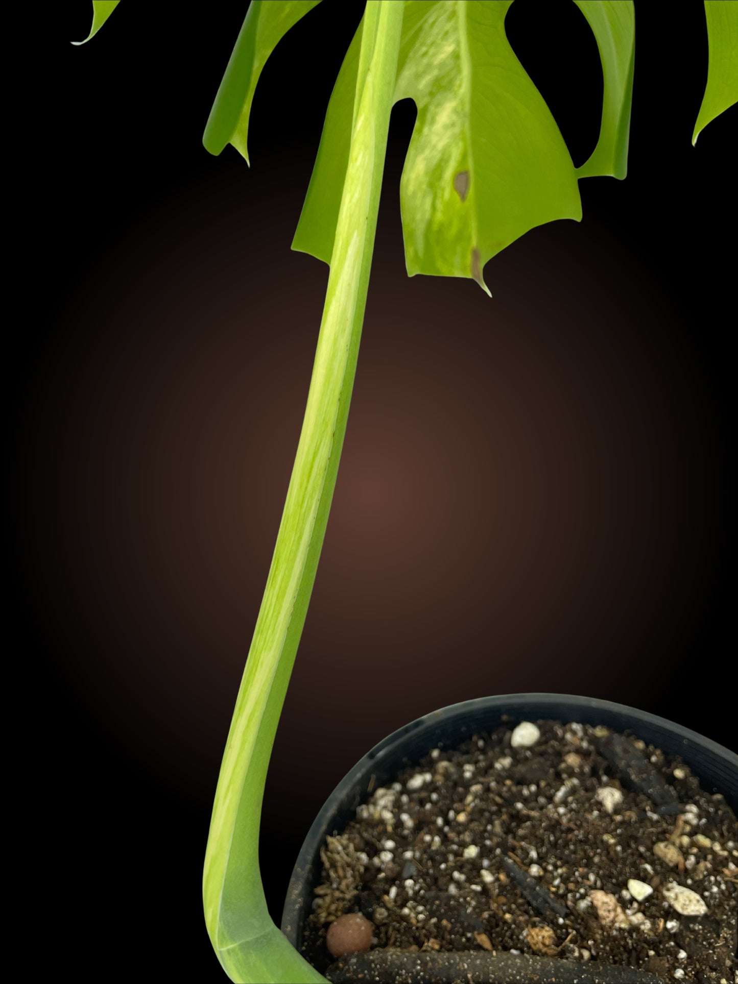 Monstera Borsigiana Aurea