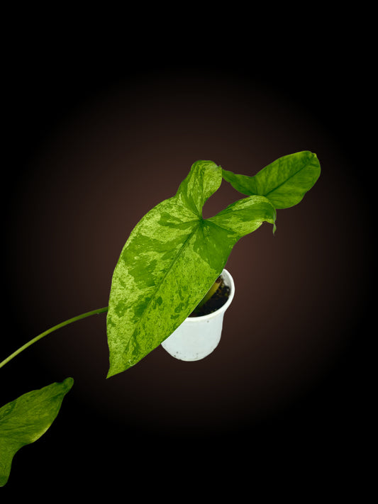 Syngonium Mojito