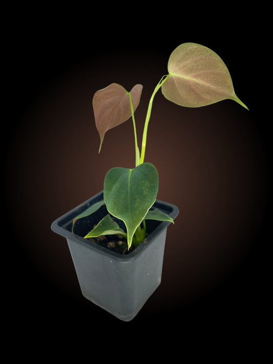 Non-TC Philodendron Lupinum