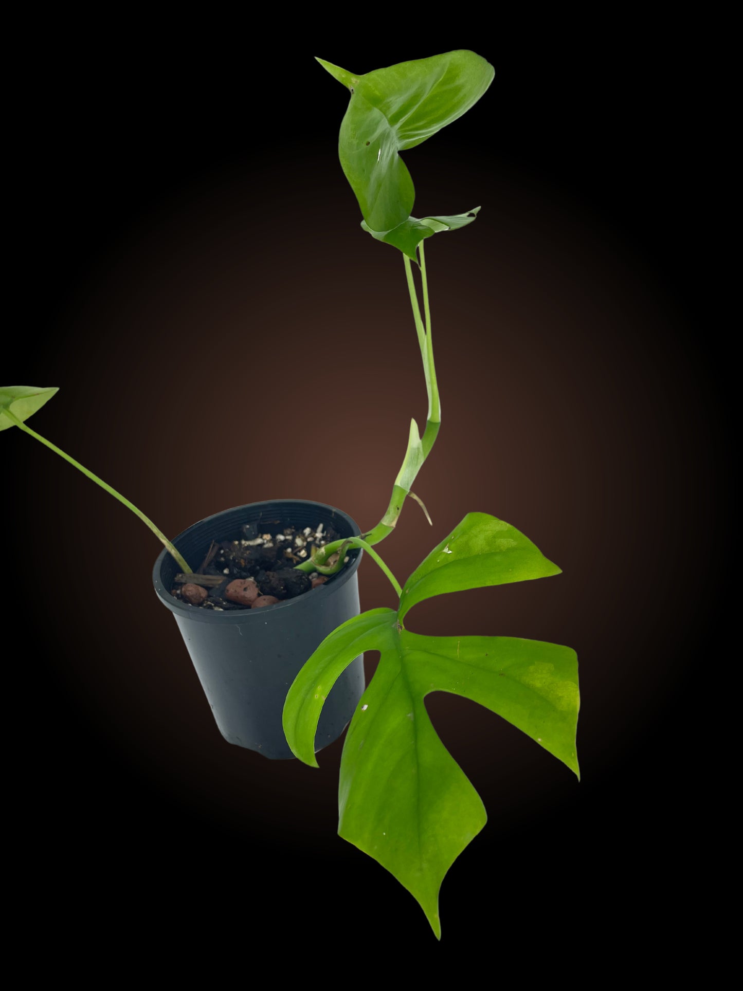 Non-TC Rhaphidophora Tetrasperma 'Mini Monstera'