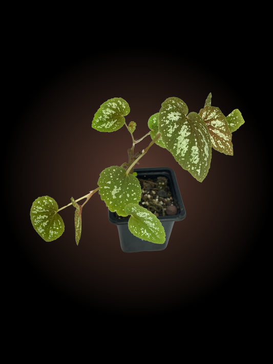 Begonia U168