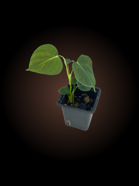 Non-TC Philodendron Lupinum