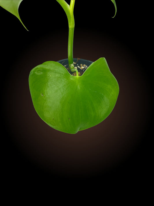 Philodendron Grazielae