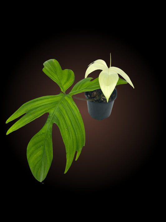 *SMALL PLANT DISCOUNT* Non-TC Philodendron Florida Ghost