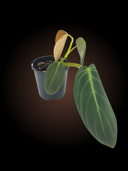 Philodendron Gigas