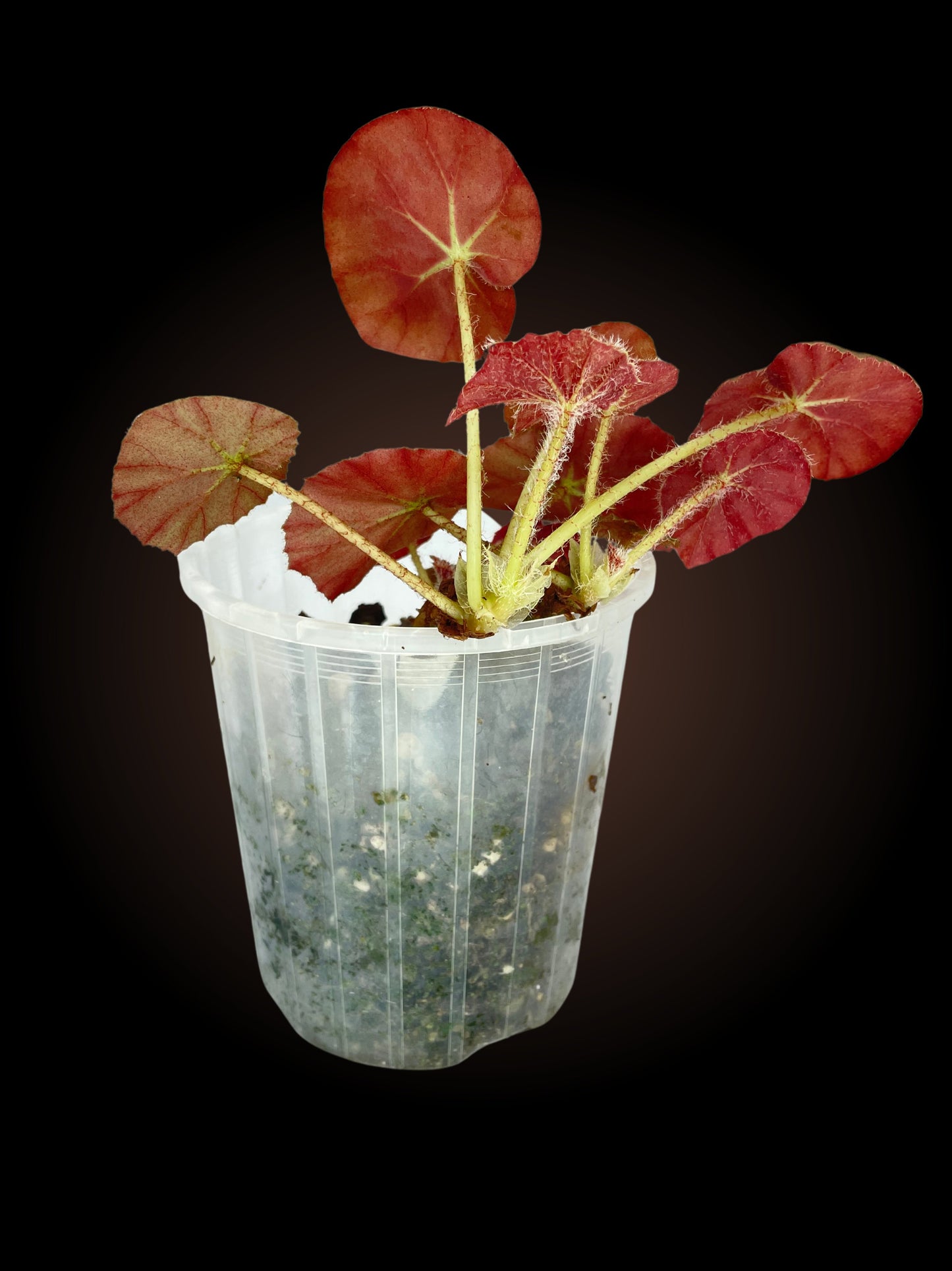 Begonia Beefsteak