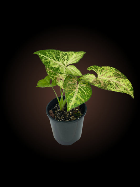 Non-TC Syngonium Confetti Tricolour