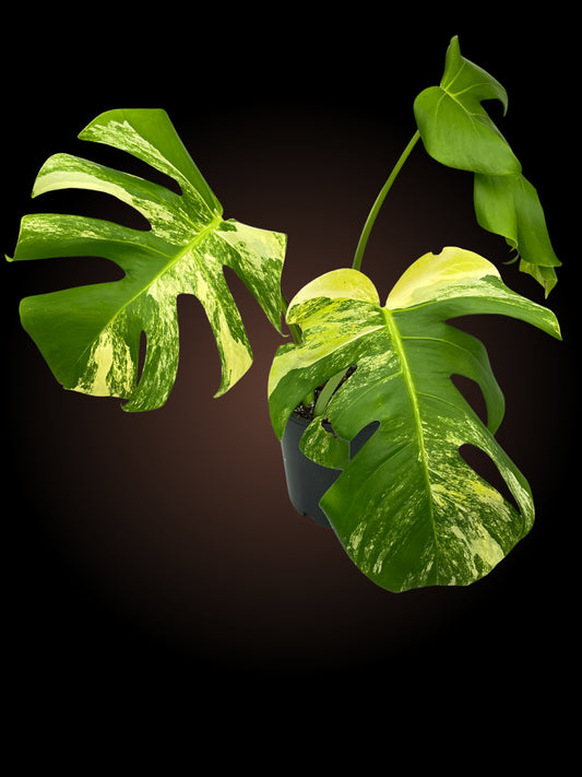 Monstera Borsigiana Aurea