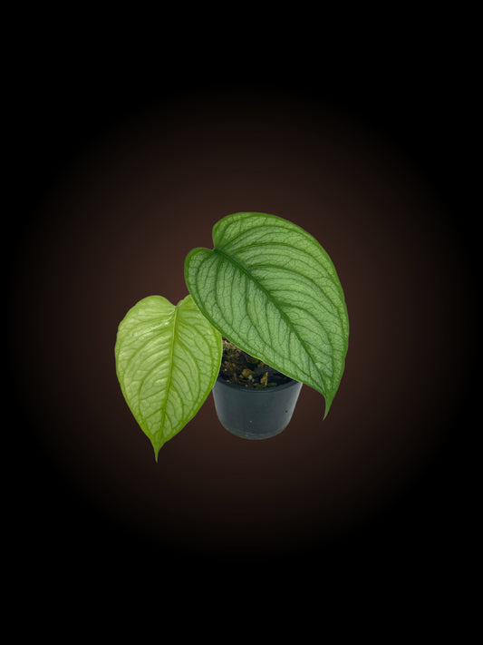 Non-TC Monstera El Salvador