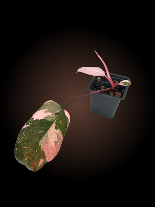 Philodendron Pink Princess