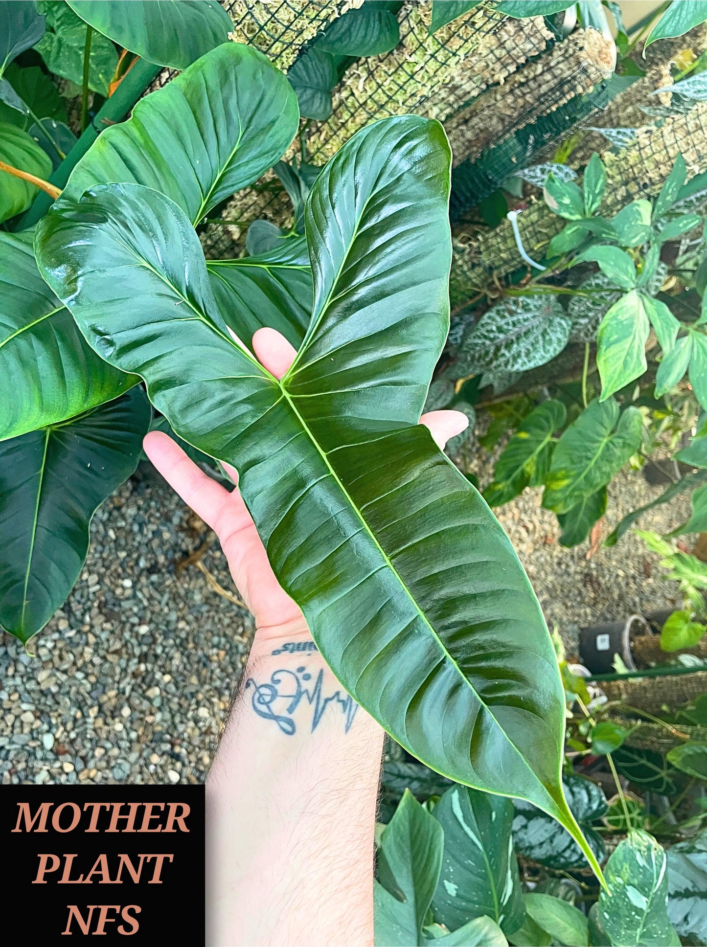 Non-TC Philodendron Lupinum