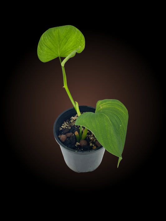Monstera Fibraecataphyllum