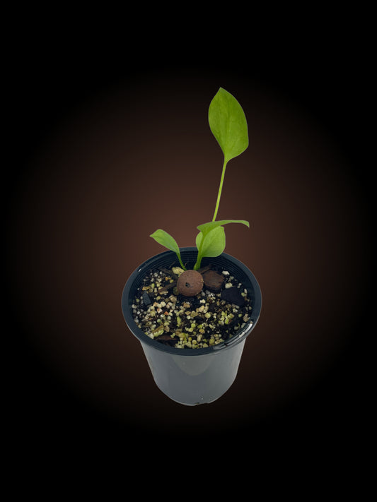 Seed Grown Anthurium Vittarifolium
