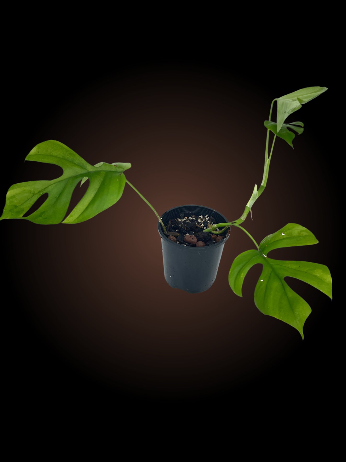 Non-TC Rhaphidophora Tetrasperma 'Mini Monstera'